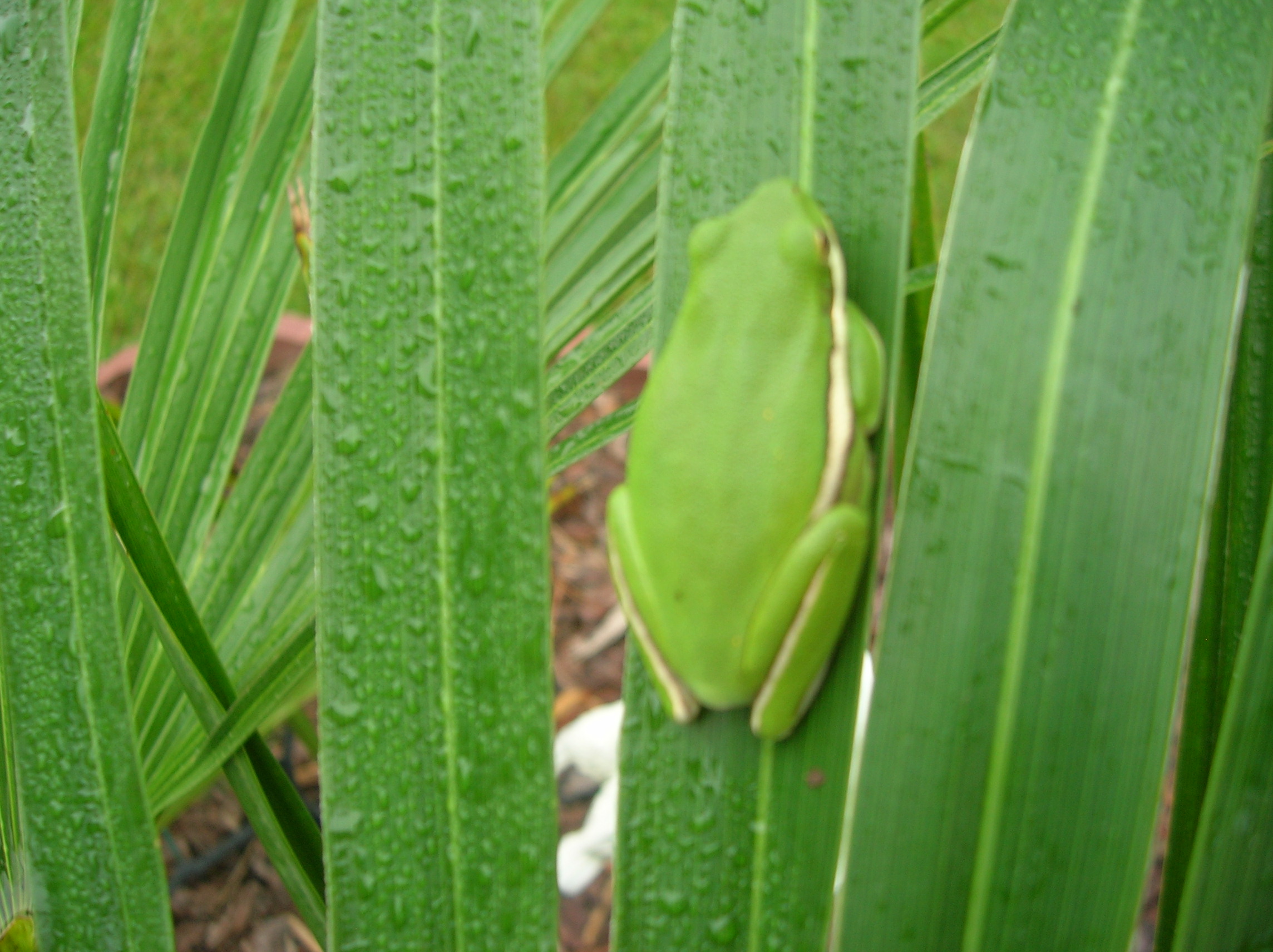 DSCN0973.JPG