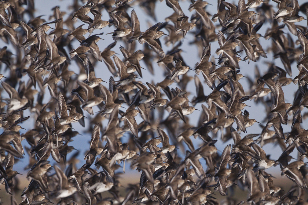 dunlin sbo.jpeg