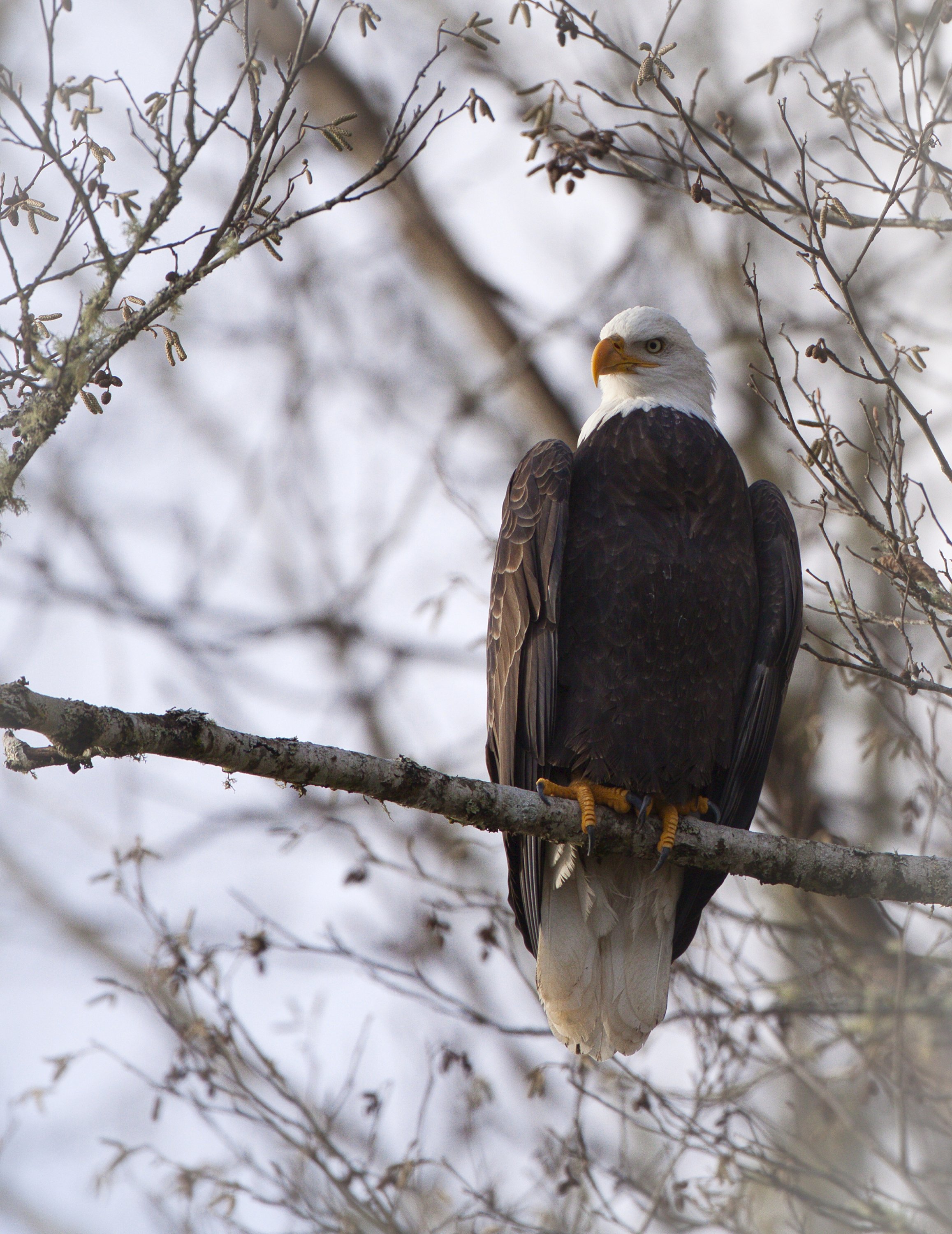 eagle on branch 3.jpg