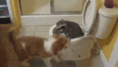 ElatedBeneficialAfghanhound-max-1mb.gif