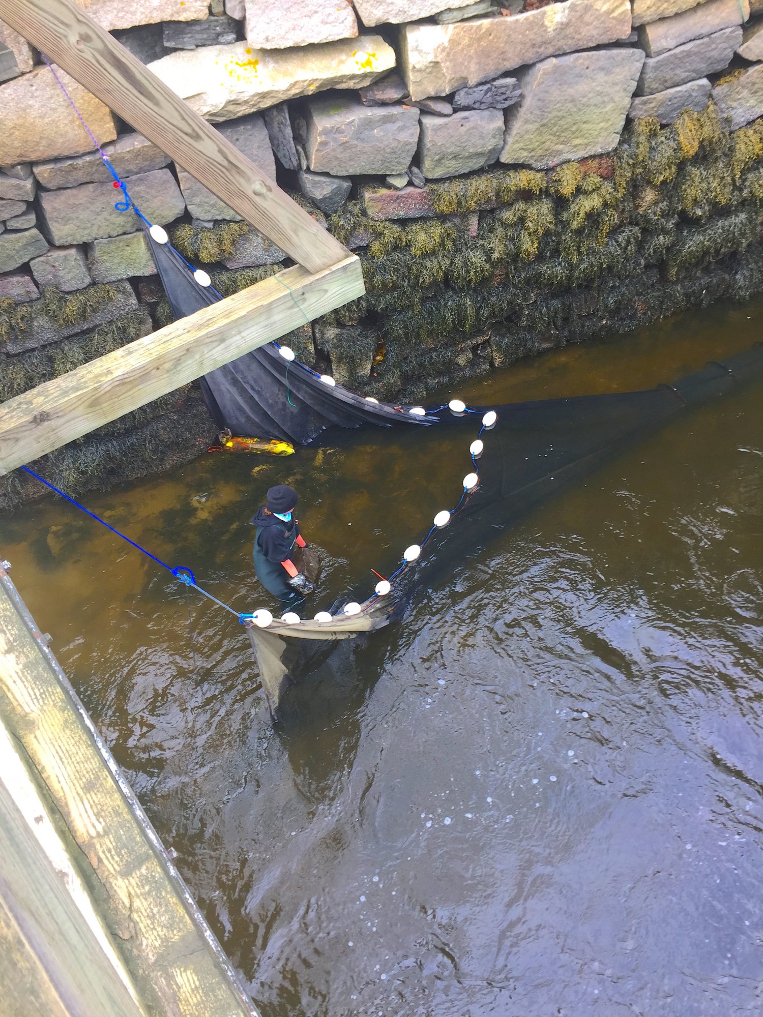 Elver fishermen tending fyke net.JPG