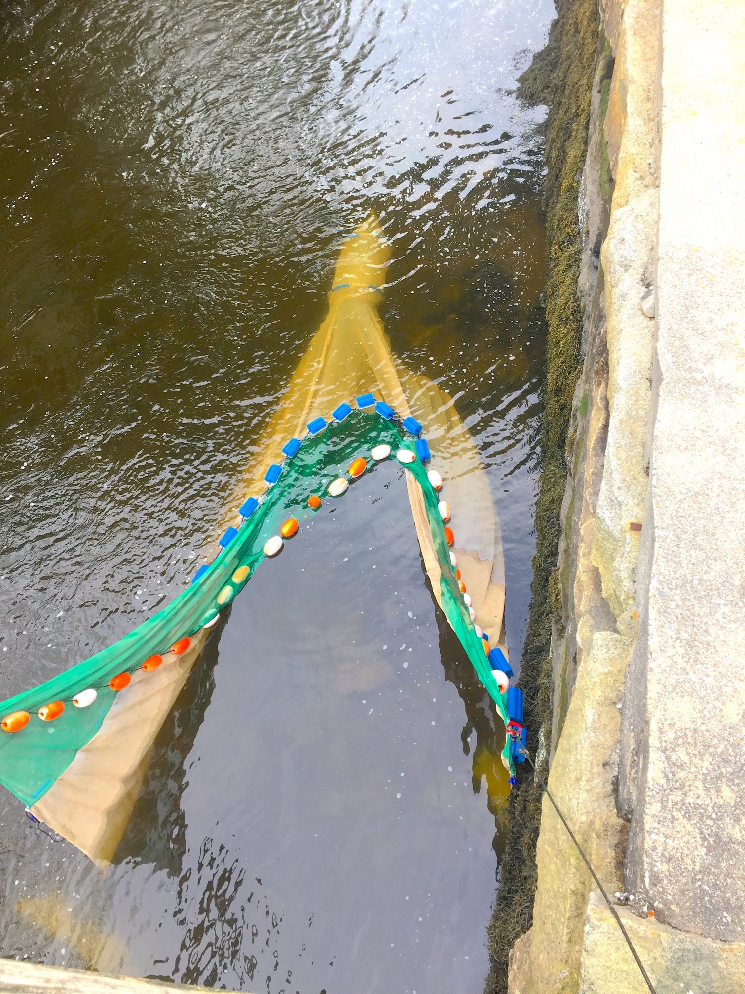 Elver Fyke net .JPG