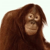 FAD30391-8467-4A18-90AD-D70D310125BE.gif