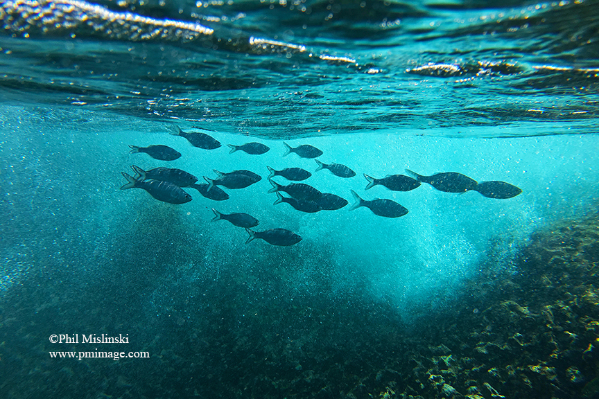 fish_photo_cr.jpg