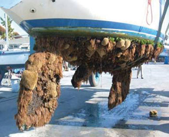 Fouled-hull.jpg