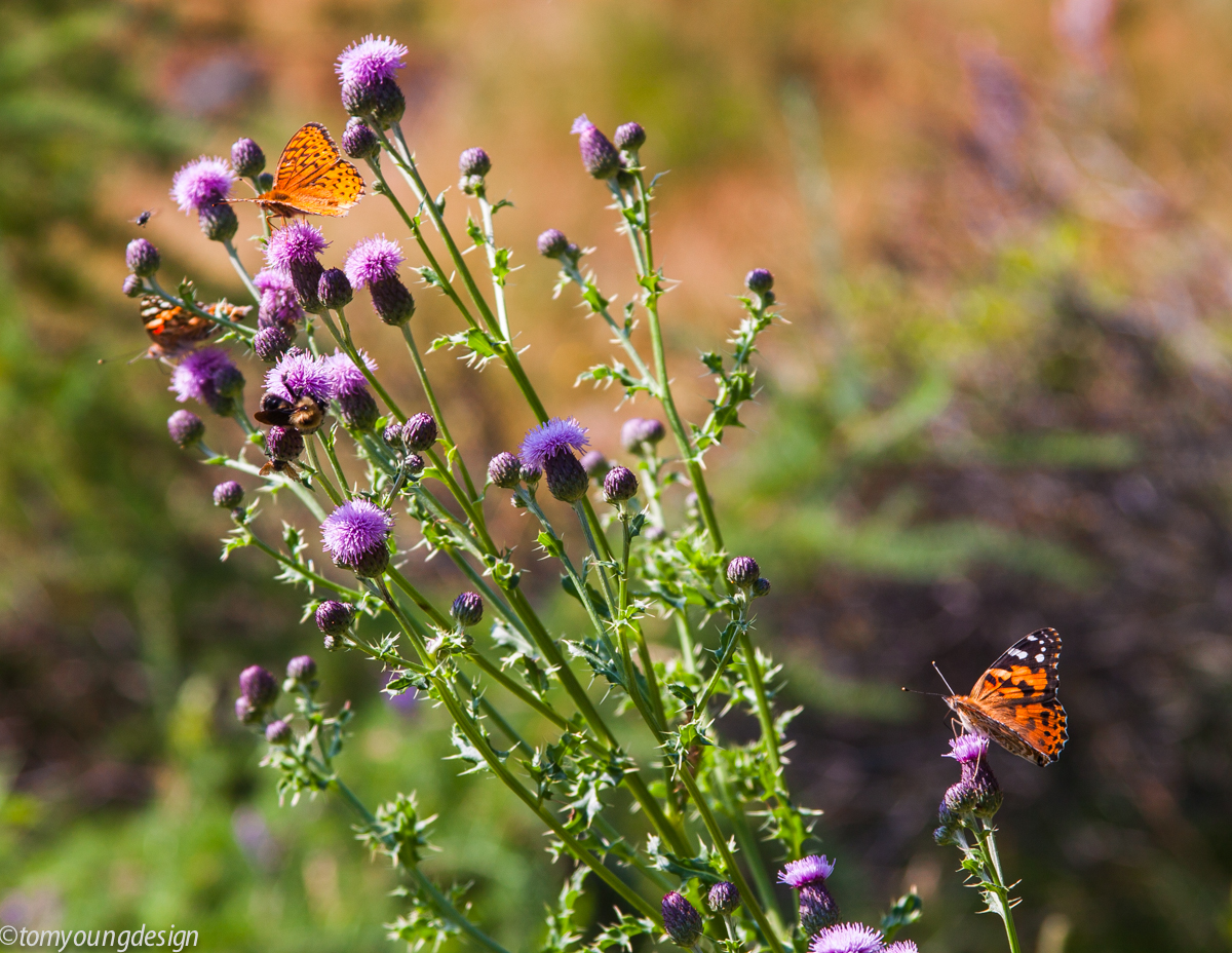 Frenchboro thistles and butterflies.jpg