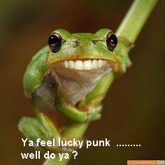 Frog.jpg