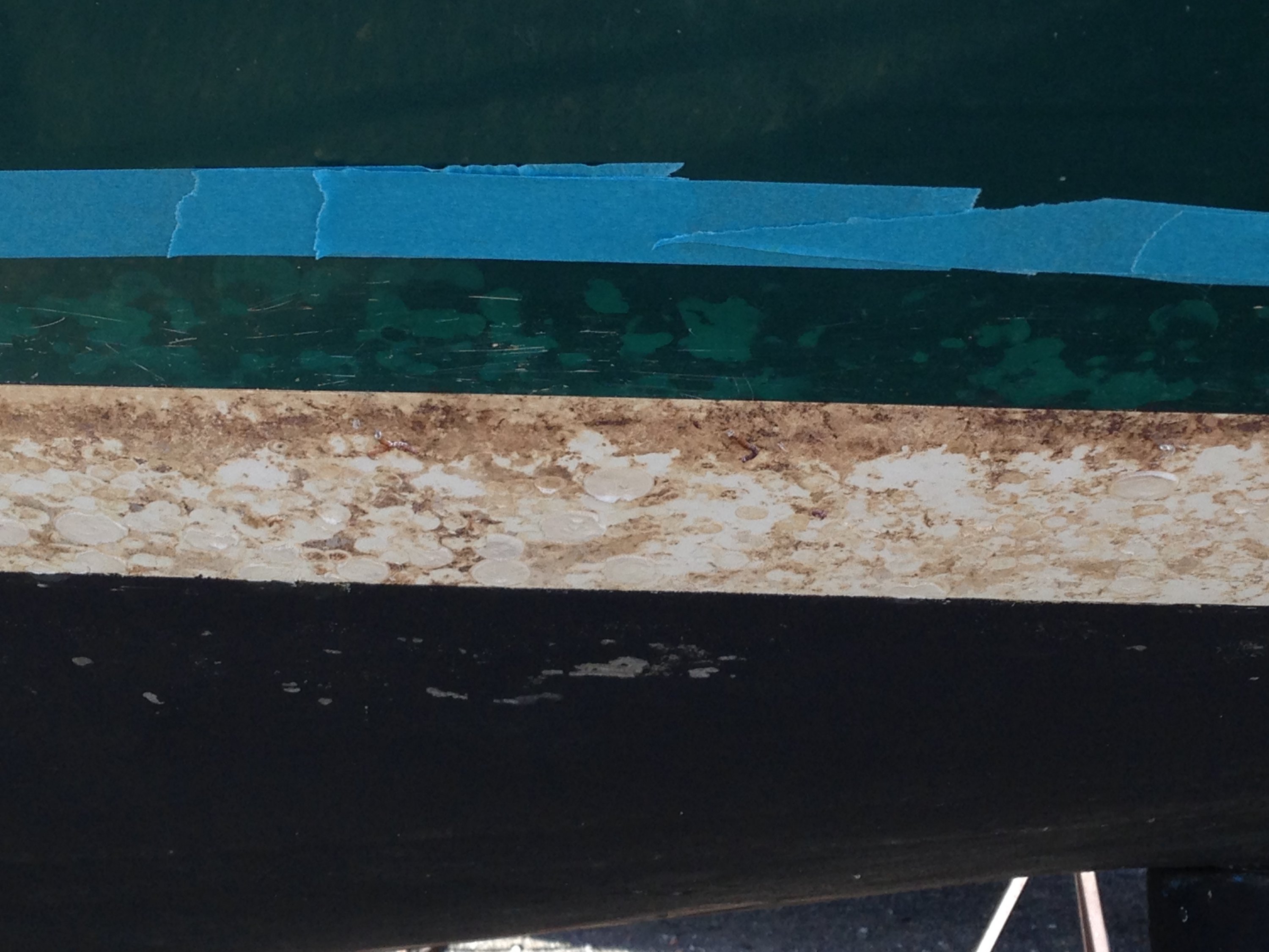 growth line closeup.jpg
