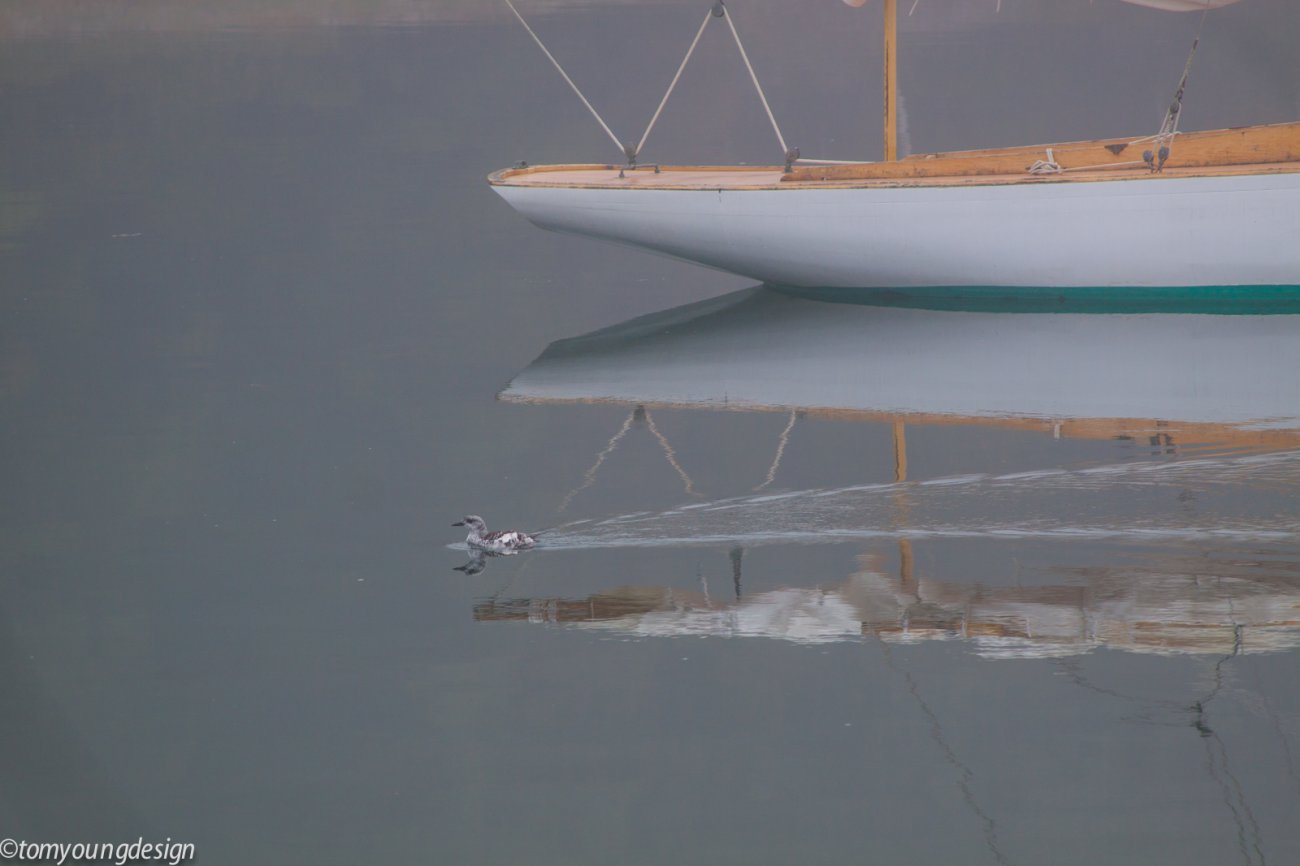 Guillimot close 2.jpg