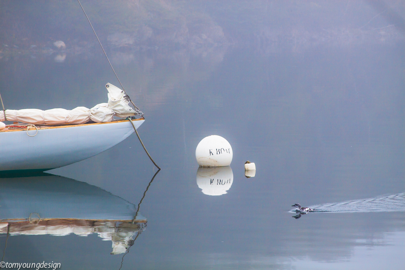 Guillimot wake.jpg