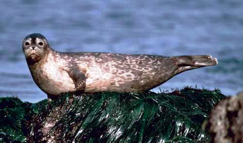harbor-seal-rev.jpg