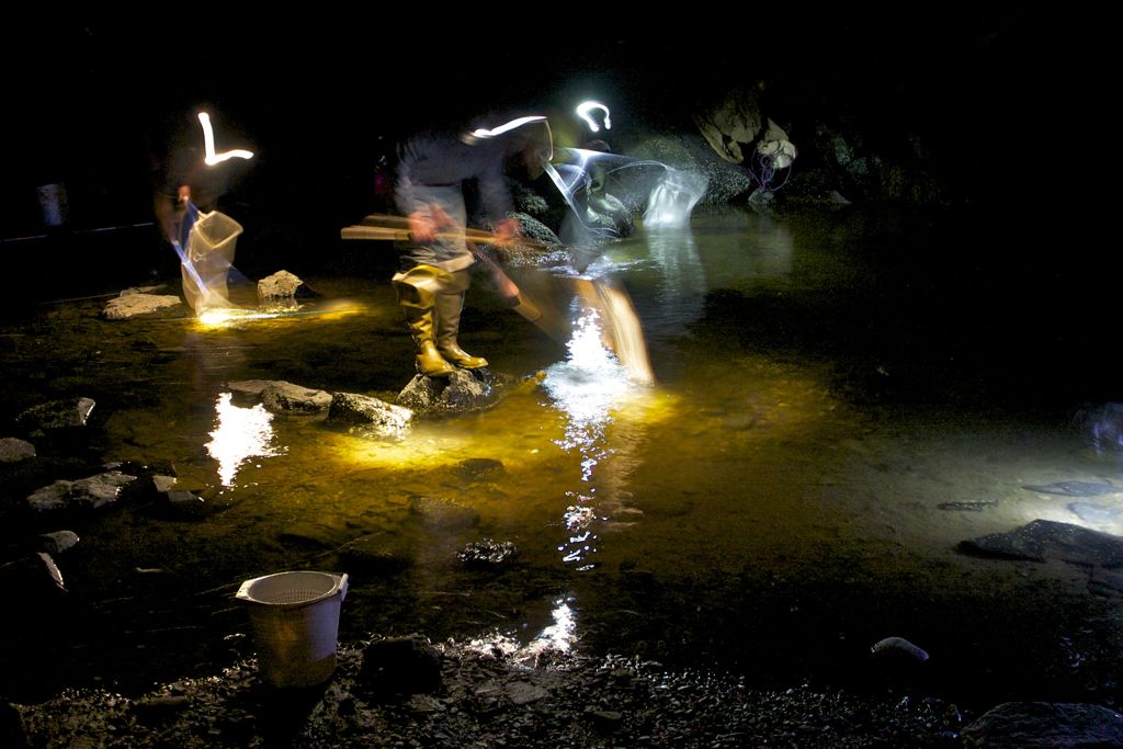 Headlamps dance as Elvers Eels come into Rockport Harbor.   copy.jpg