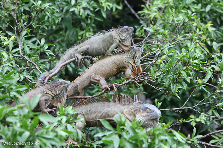 iguana tree.jpg