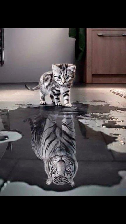 kitten-tiger.jpg