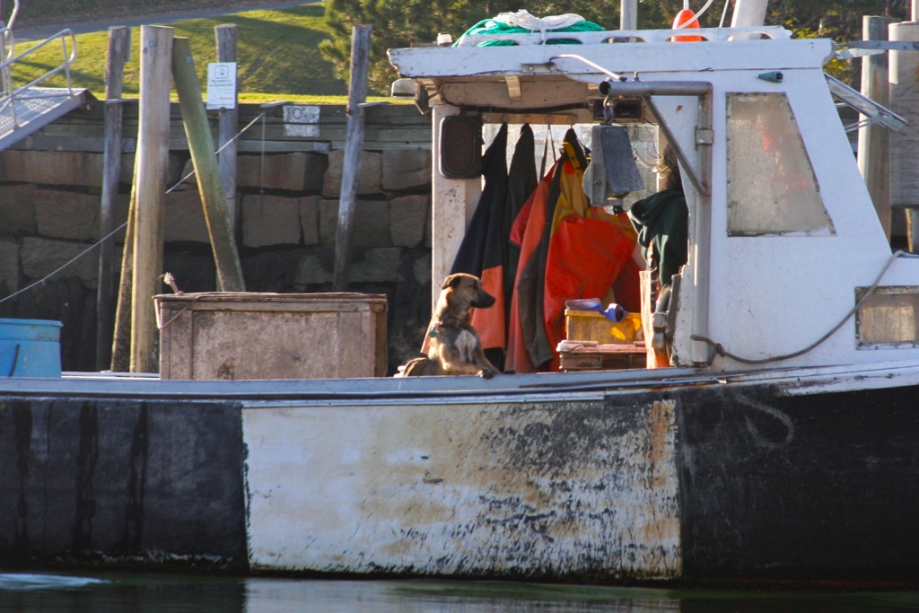 LaBoat 2 Dog.jpg