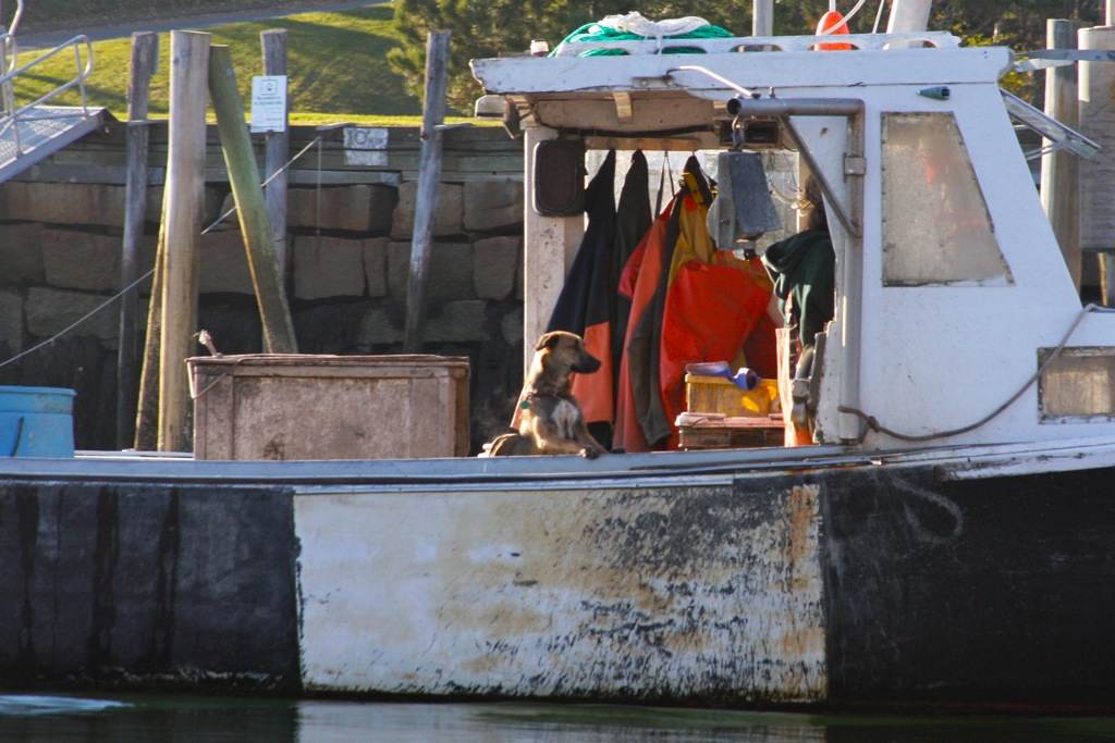 LaBoat 2 Dog.jpg