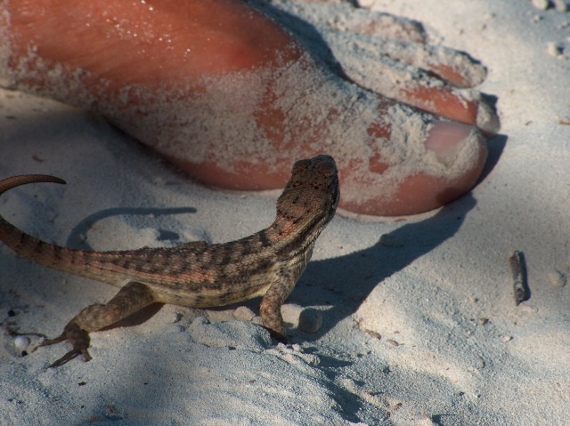 lizard.jpg