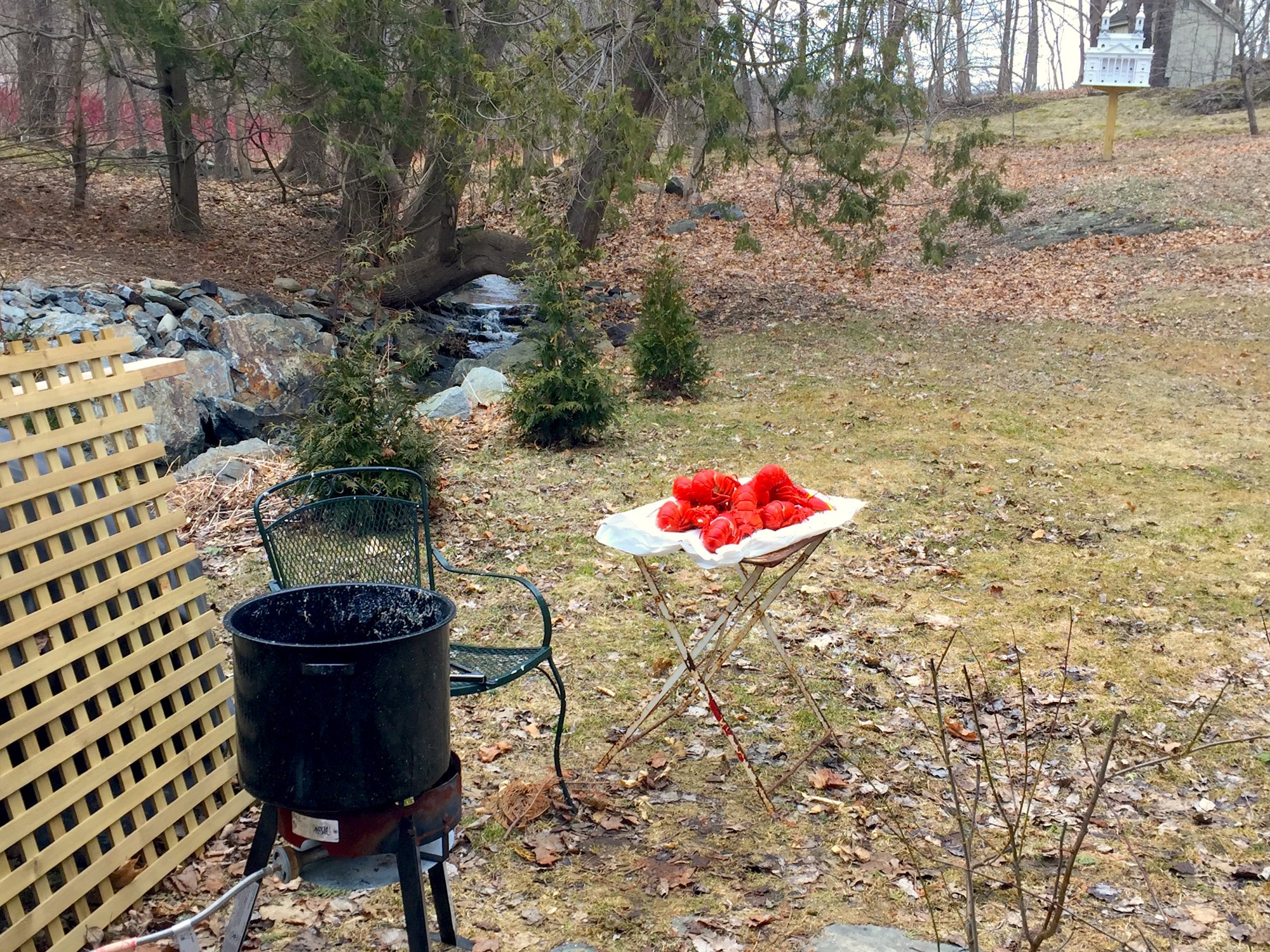 Lobsters in the backyard.JPG