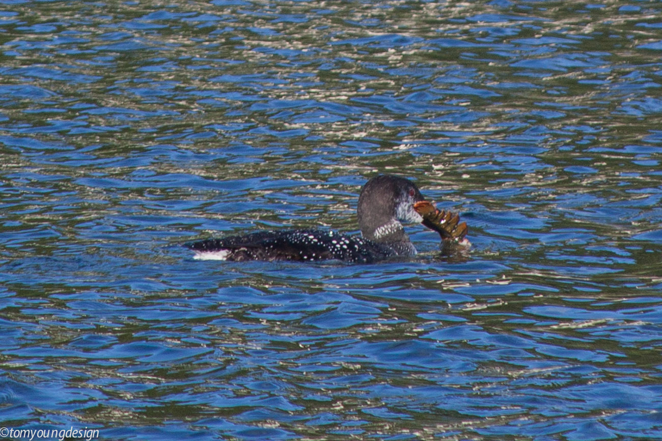 Loon eating lobster crop.jpg