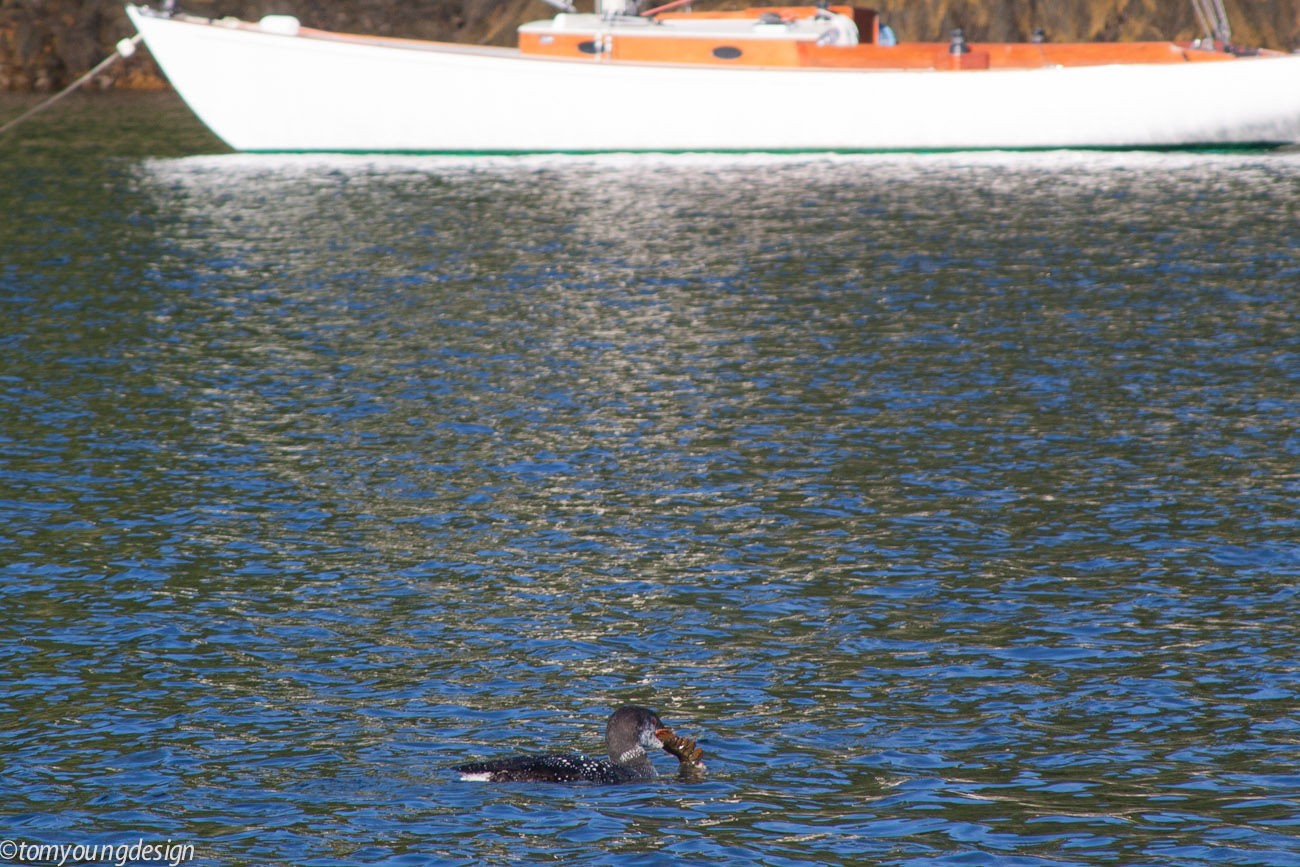 Loon eating lobster_.jpg