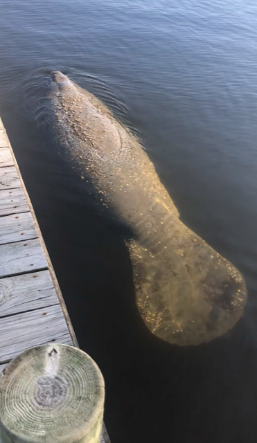 Manatee.png