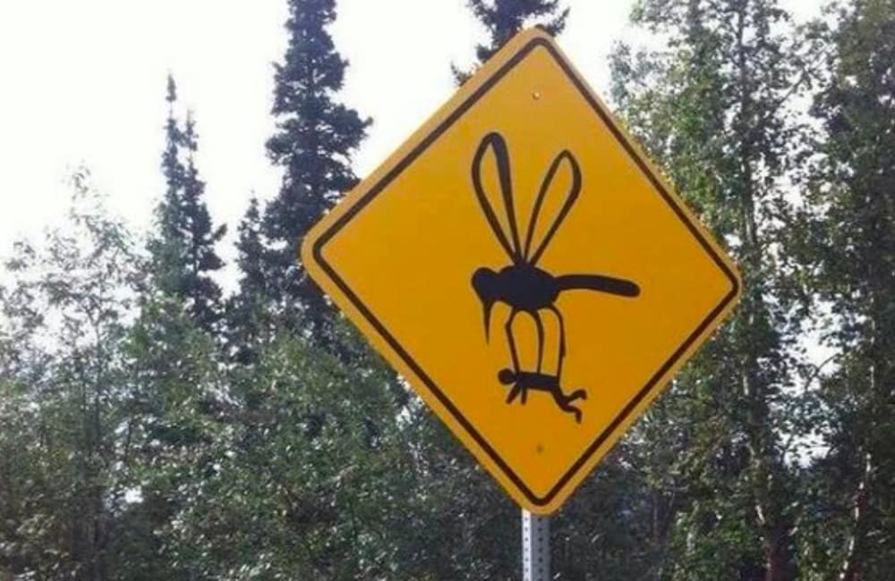 Mosquitos.jpeg