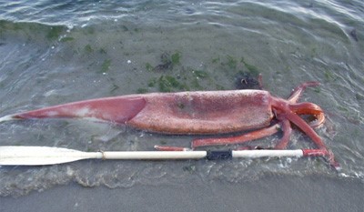 ORsquid01.jpg