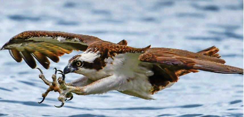 osprey.png