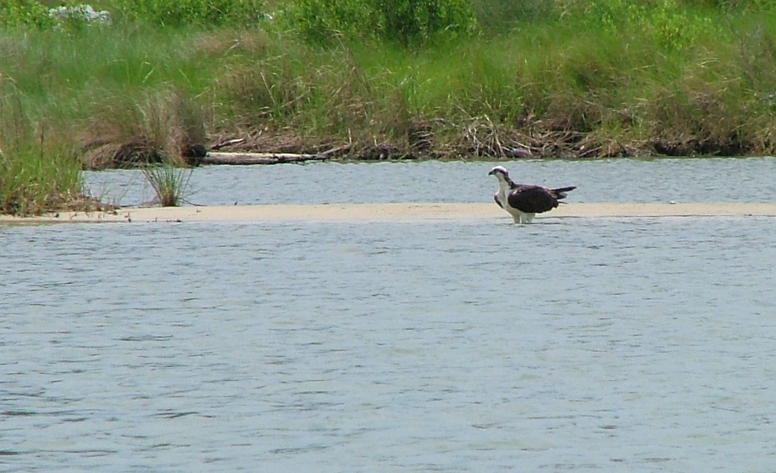 OspreyBathing.jpg