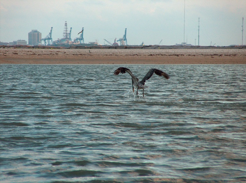 pelican fishing.jpg