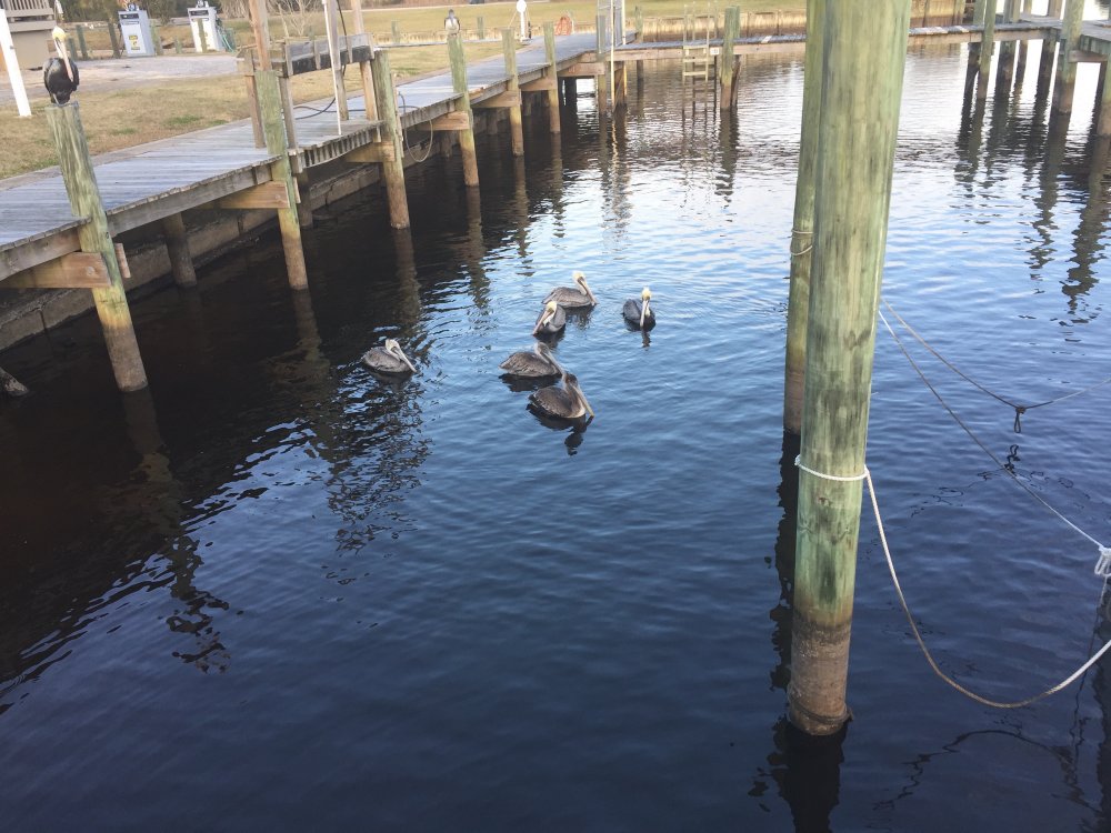 PelicanPanhandlers.jpg