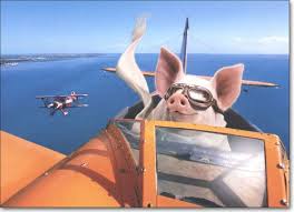 Pig.jpg