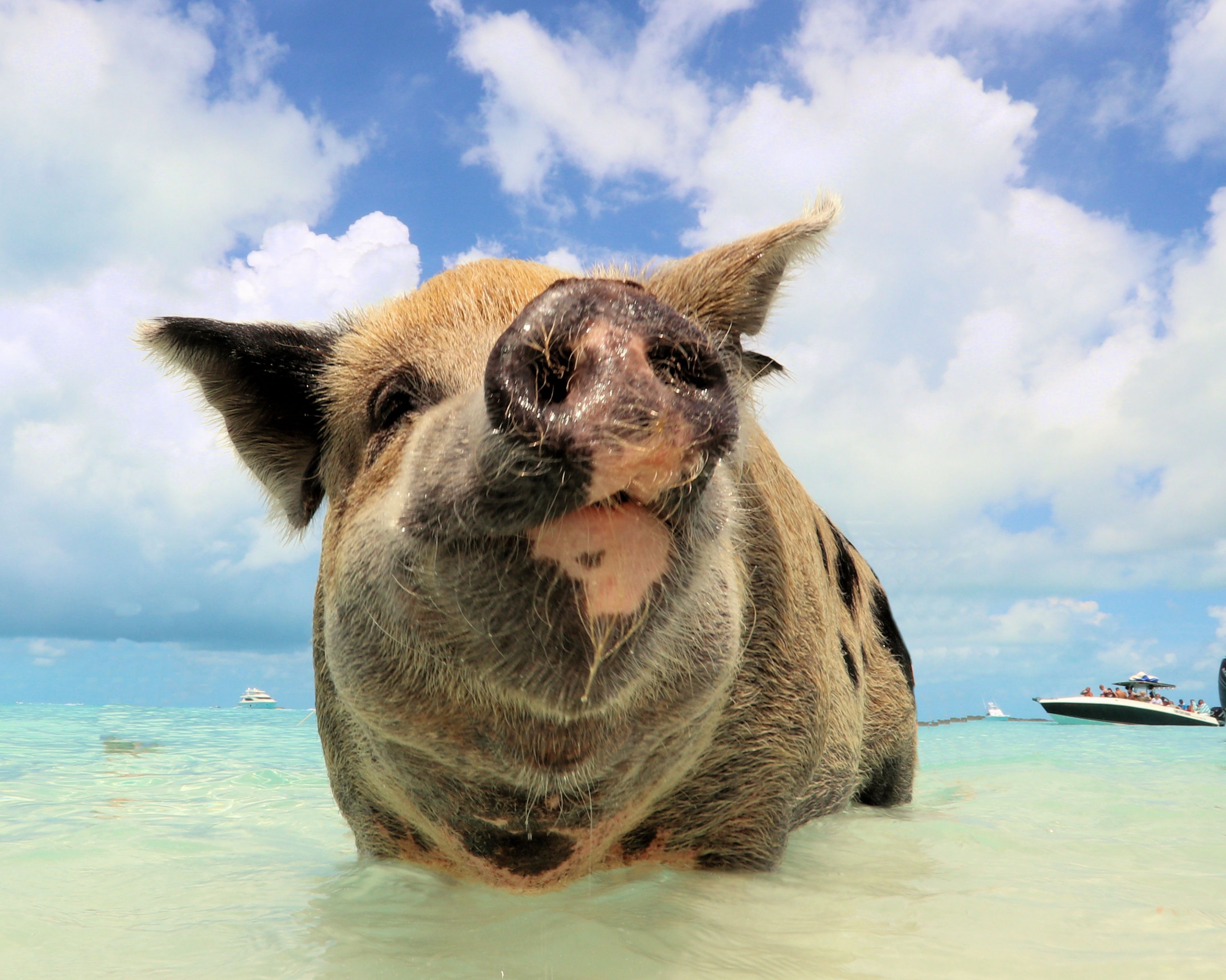 pig.jpg