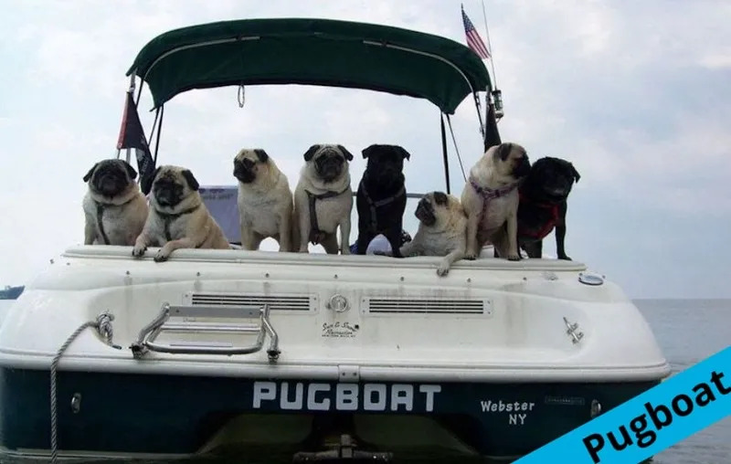 pugBoat.jpg
