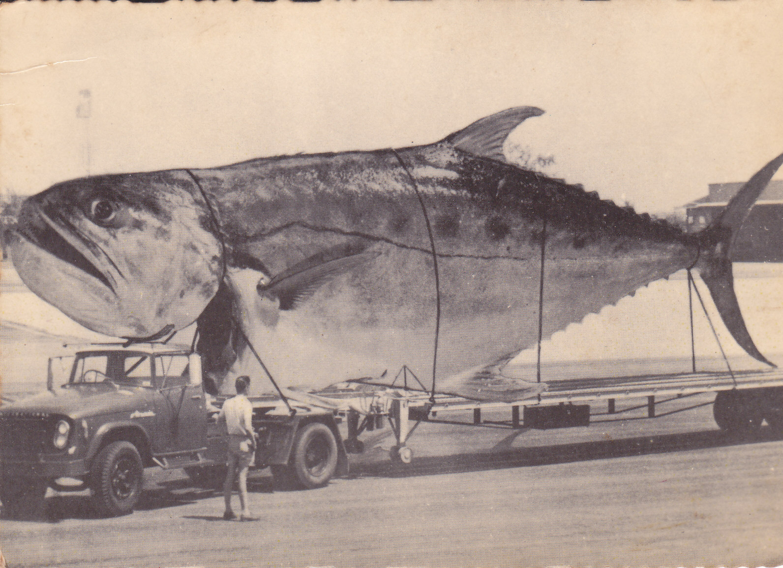 Queen fish OZ 1976.jpg