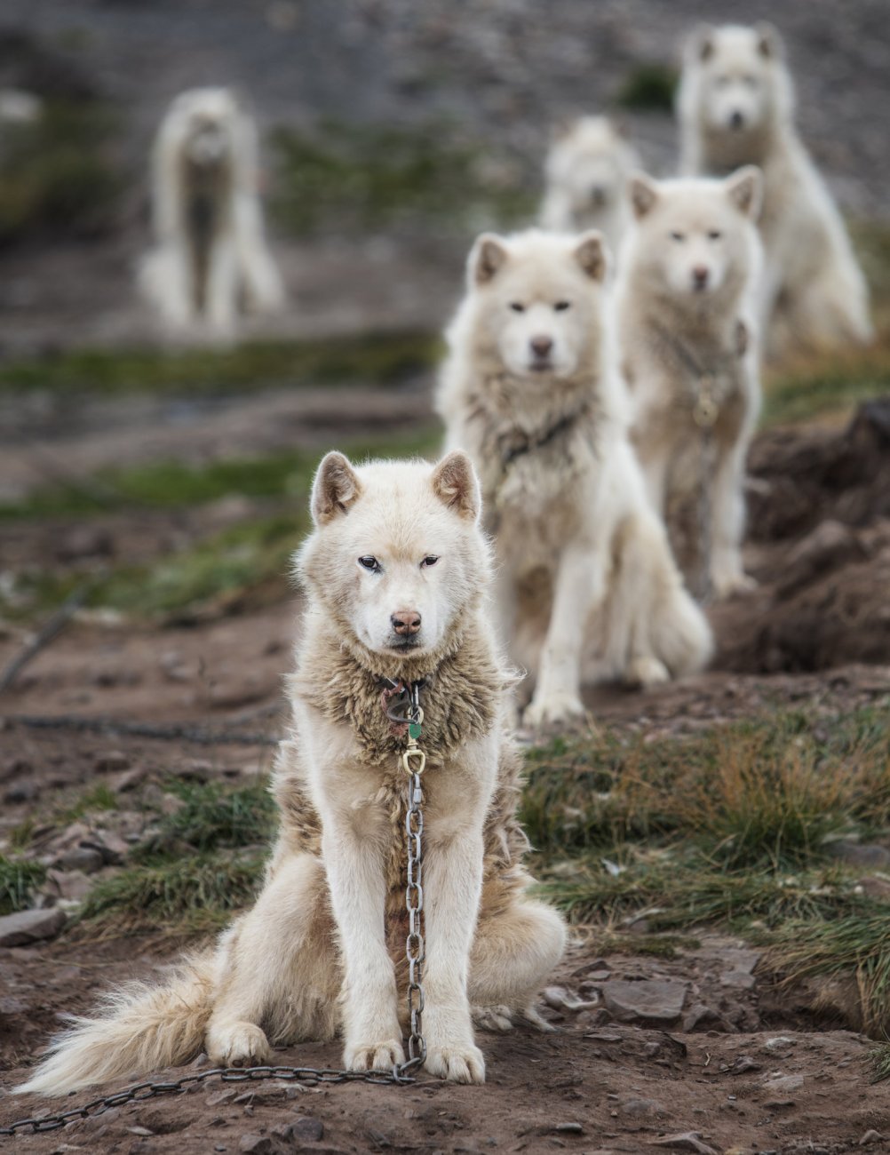Rahlston dogs.jpg