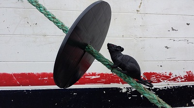 rat guard.jpg