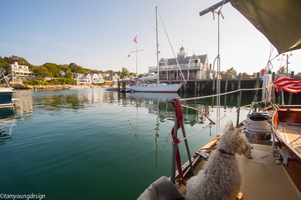 Rockport Daisy 2.jpg