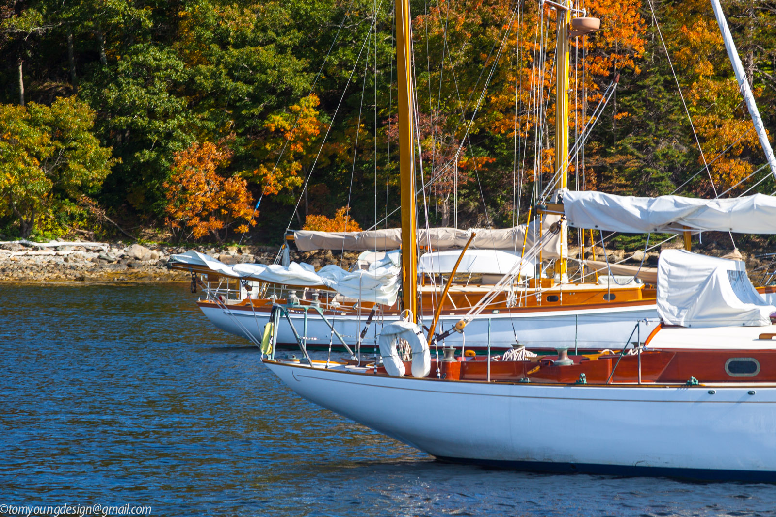 Rockport Harbor foliage.jpg