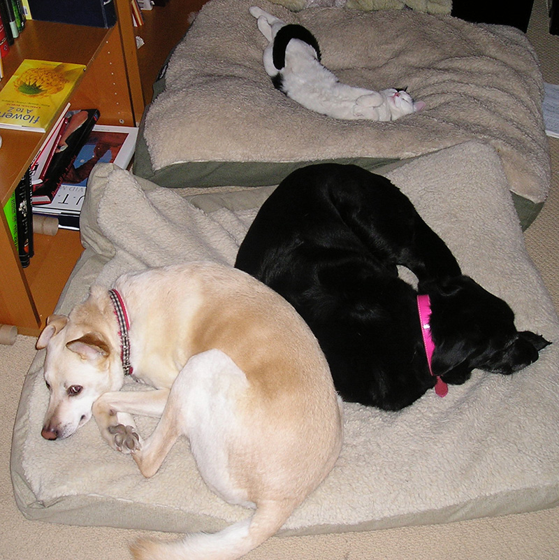 RUDY-SUCIA-OLIVER.jpg