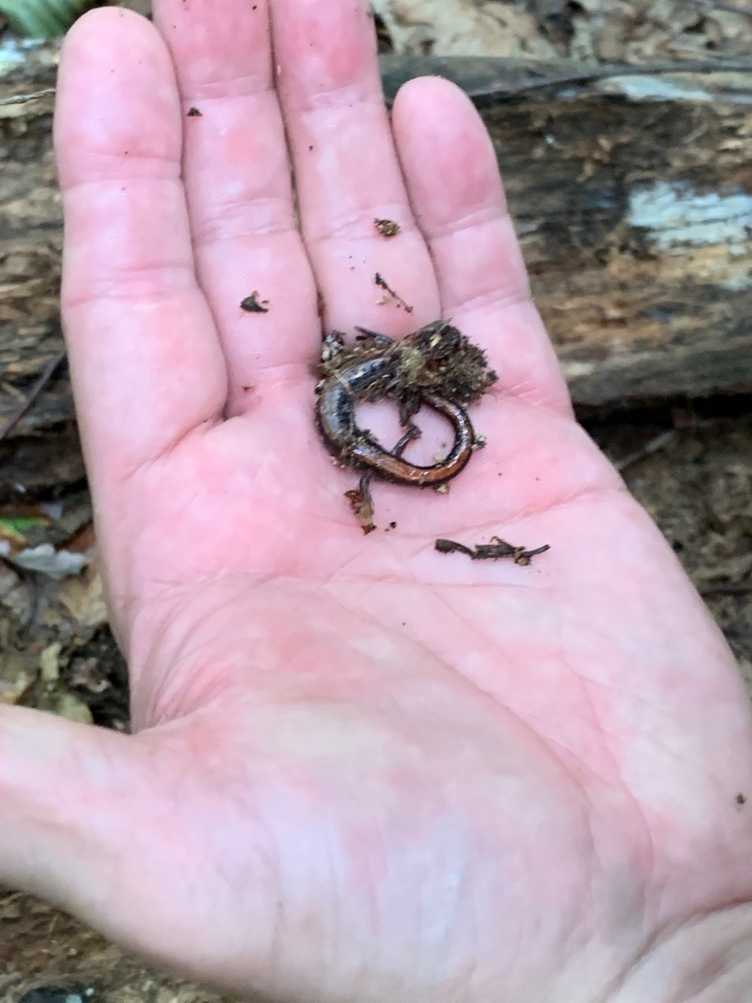 salamander.jpeg