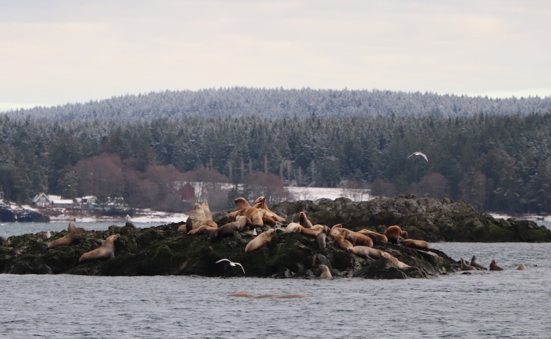 San Juan Channel Sea Lions.jpeg