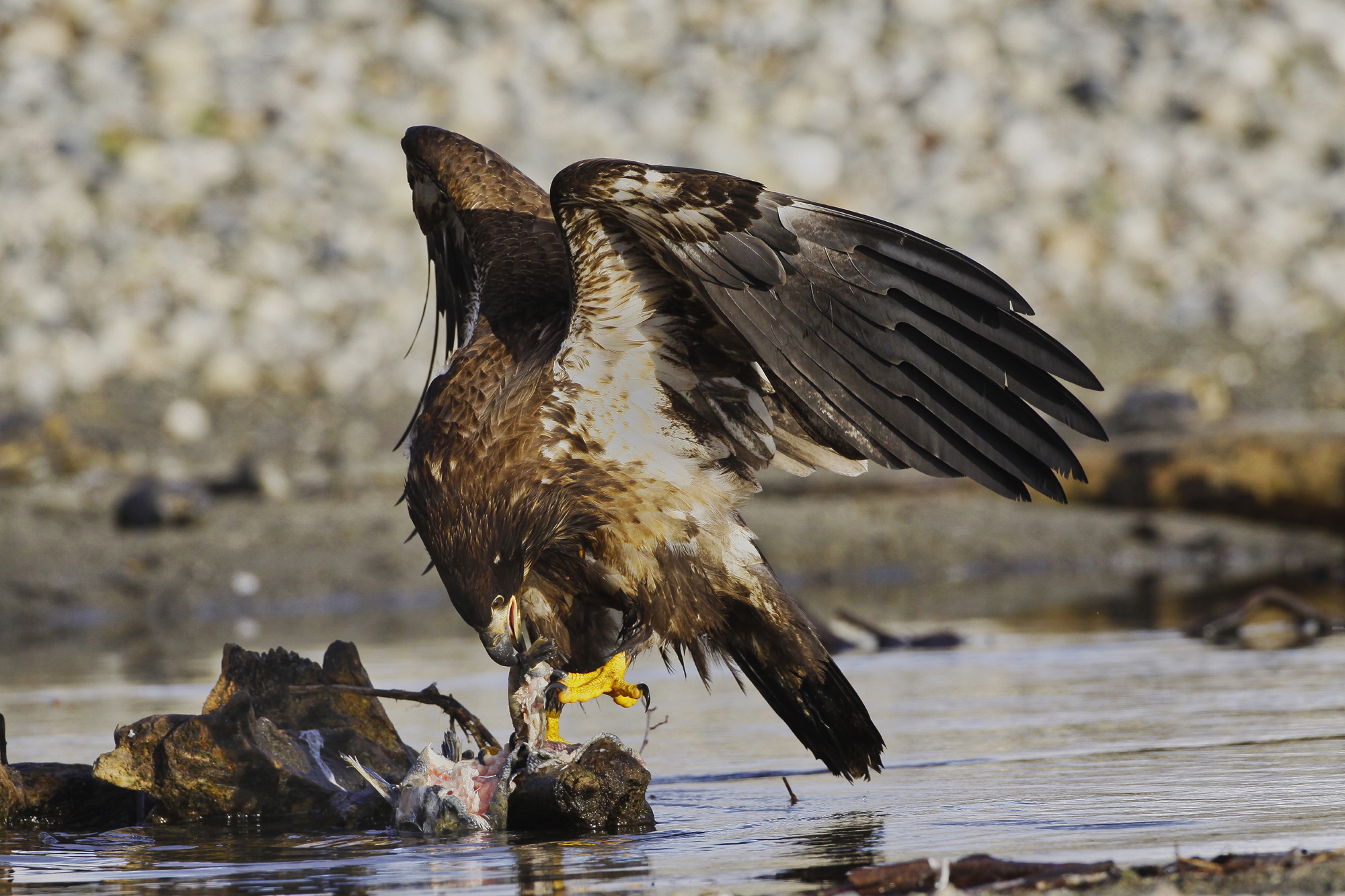 SBO Eagle 2000.jpg