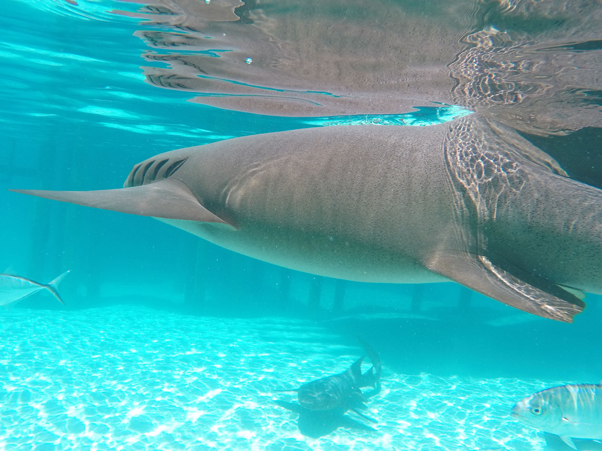 shark 2.jpg
