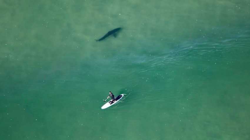 shark_encounter.jpg