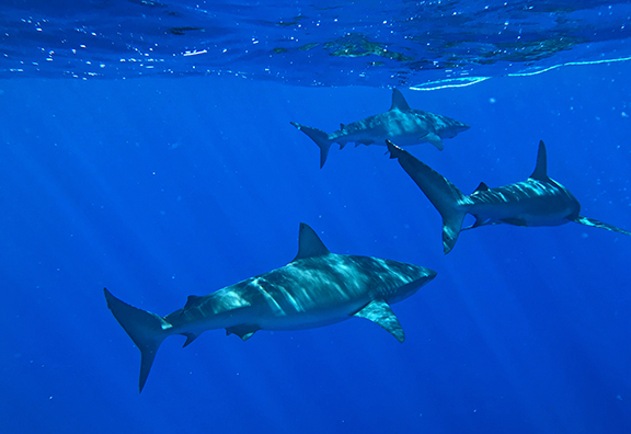sharks.jpg