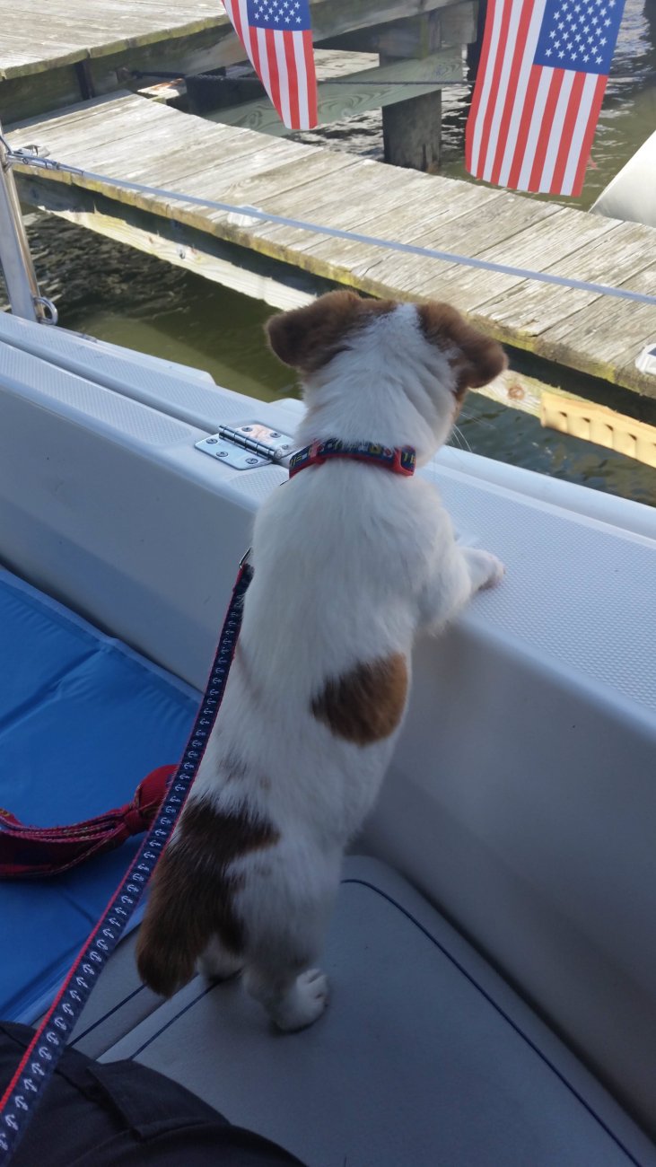Skipper On The Boat.jpg
