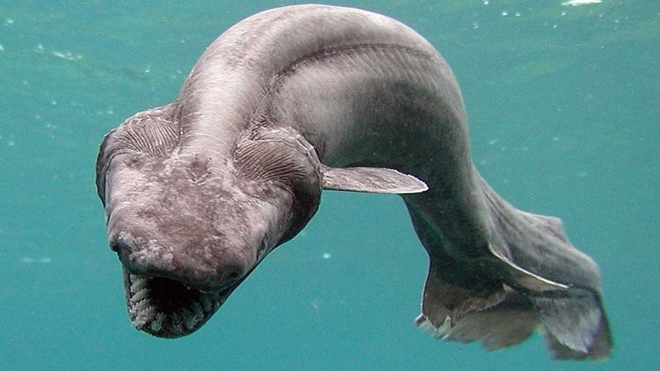 SnakeShark.jpg