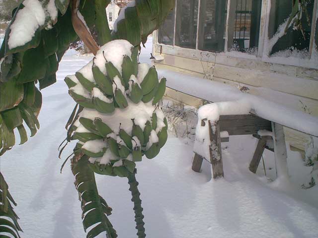 snow-on-bananas.jpg