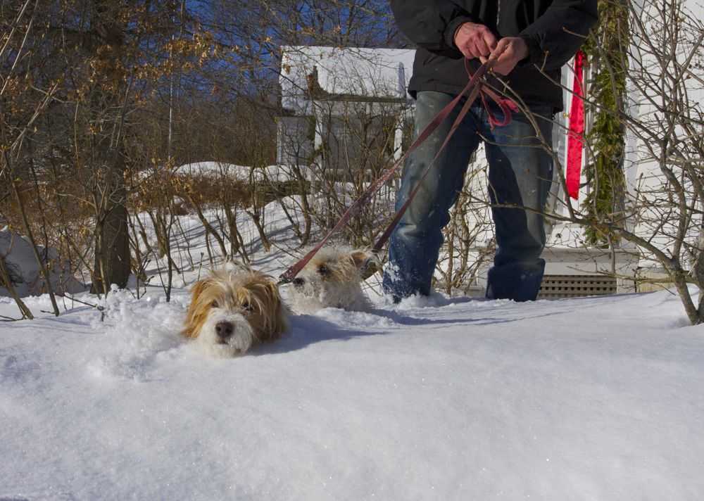 Snow Tommy and Daisy.jpg